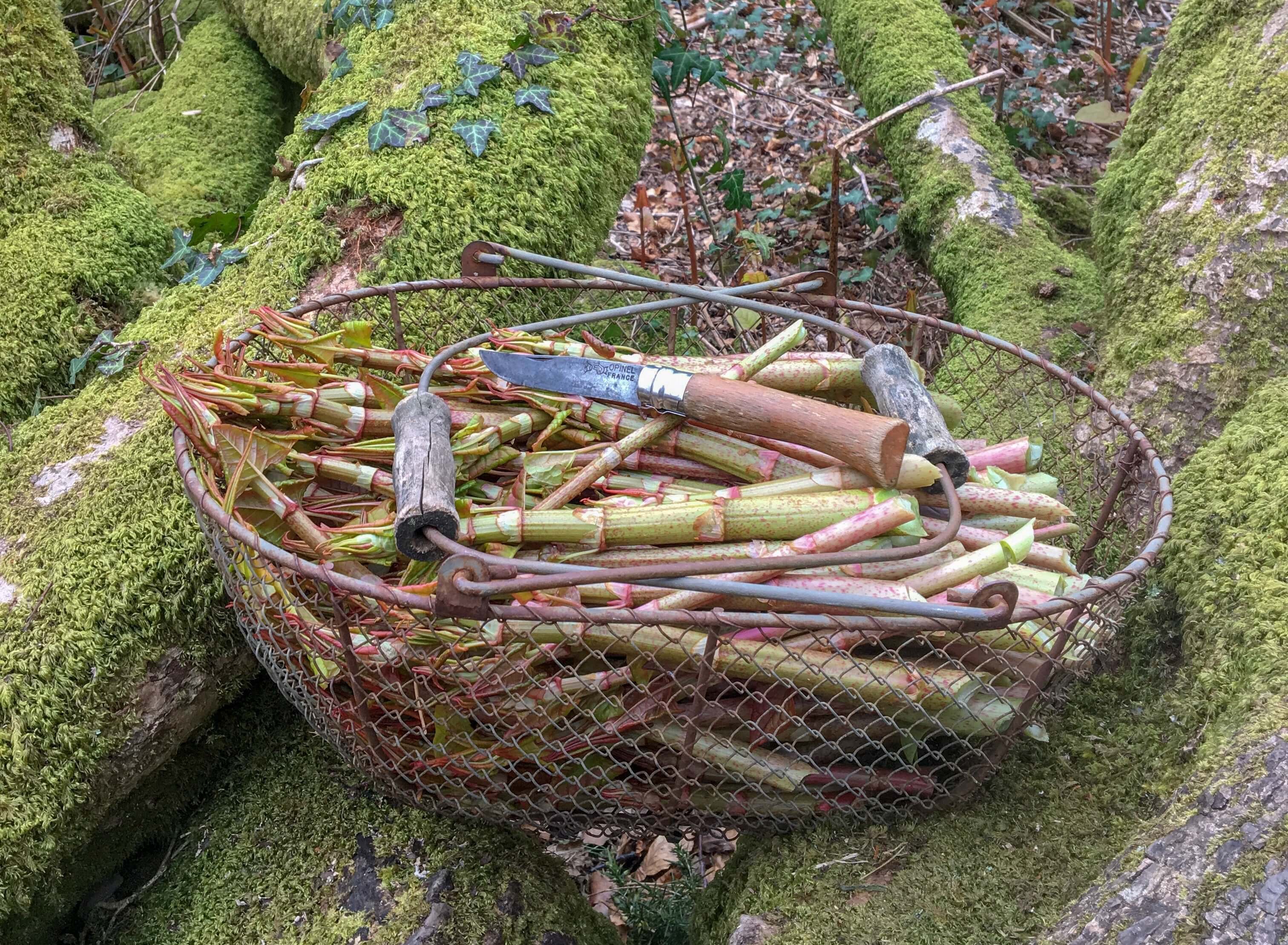 Edible Japanese Knotweed  | Ground Up Cookery School | Devon