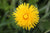 Edible Dandelion  | Ground Up Cookery School | Devon