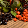 Edible Wild Berries | Ground Up Cookery School | Devon