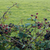 Edible Blackberries | Ground Up Cookery School | Devon