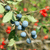 Edible Sloes | Ground Up Cookery School | Devon