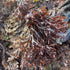 Spotlight on: Seaweed